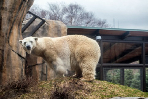 アメリカ・シカゴ、リンカーンパーク動物園のコービーが亡くなる_a0151913_1414969.jpg