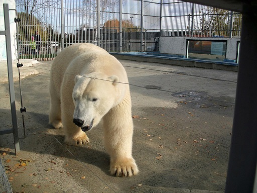 ロシア・ペンザ動物園のベルィの近況 ~ 血統的孤立度の優位性が生かせぬ将来への不安_a0151913_189134.jpg