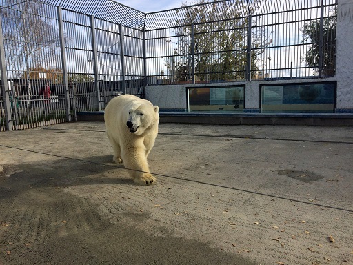 ロシア・ペンザ動物園のベルィの近況 ~ 血統的孤立度の優位性が生かせぬ将来への不安_a0151913_19134795.jpg