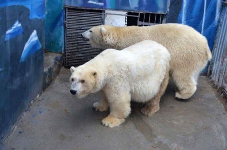 ロシア・ペルミ動物園のミルカ(ユムカ)が産室へ ~ ゴーゴ誕生以来13年振りの赤ちゃん誕生なるか?_a0151913_20234053.jpg