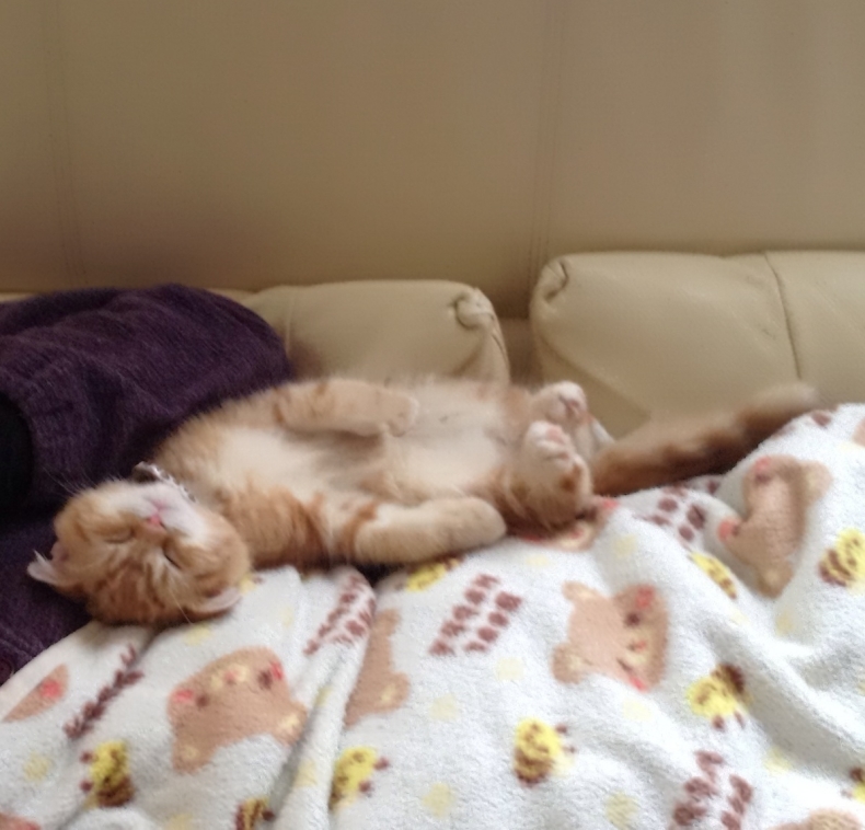 仔猫時代 福くん_d0344913_10064951.jpg