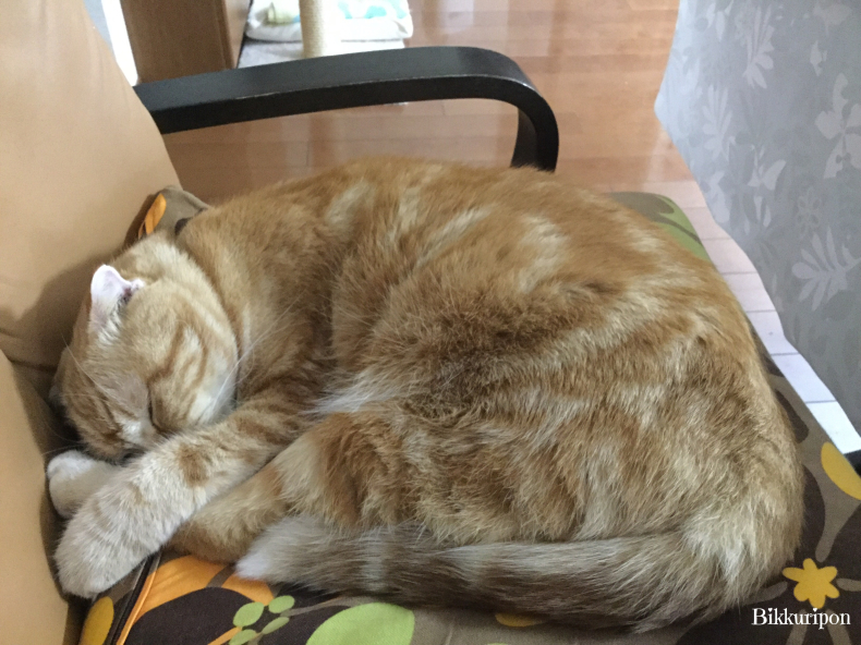 仔猫時代 福くん_d0344913_10071503.jpg