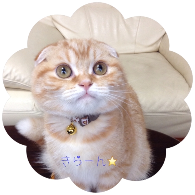 仔猫時代 福くん_d0344913_10281534.jpg