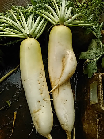 f0354923_09224005.jpg