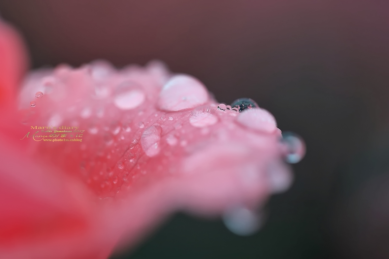 ままに/雨の一日_d0342426_19575015.jpg