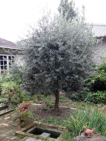 オリーブの木 アスコラーナ 7号 約140cm NO.846 現品掲載 楽天市場