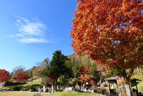 Autumn leaves 北海道は秋の終わり_b0364742_23115709.jpg