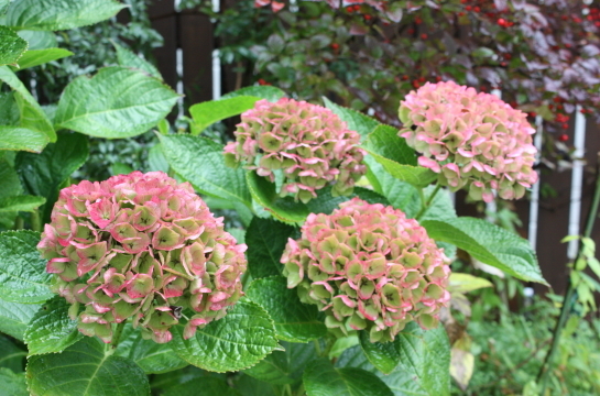 f0216148_09374639.jpg