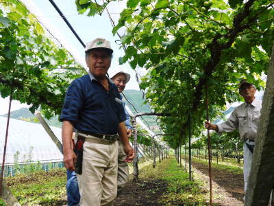 熊本ぶどう　社方園　お礼肥え（元肥）と鹿本農業高校から実習生が来ました(2017)!!その1_a0254656_17212212.jpg