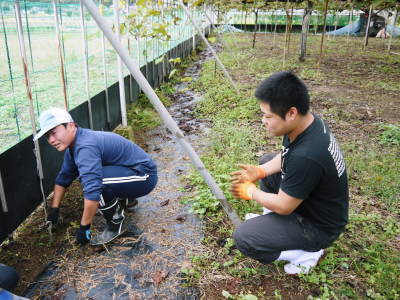 熊本ぶどう 社方園 お礼肥え(元肥)と鹿本農業高校から実習生が来ました(2017)!!その1_a0254656_17314981.jpg