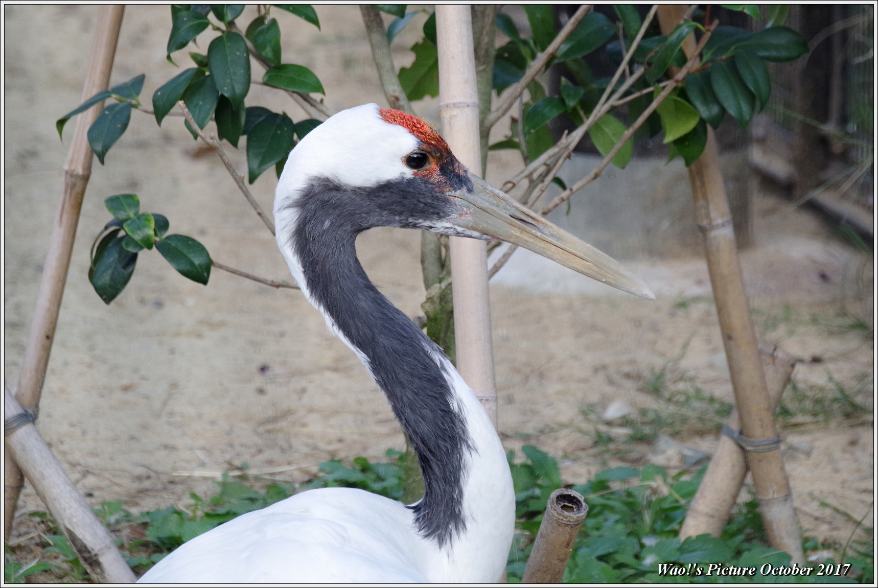 でっかい野鳥_c0198669_17261232.jpg