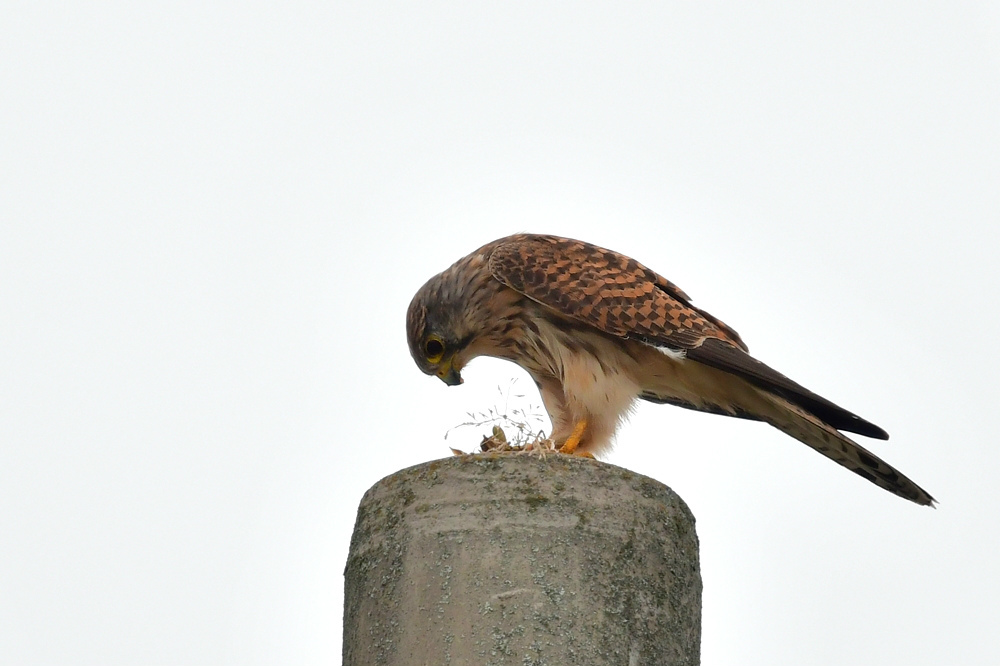 獲物を捕った鳥さん チョウゲンボウ ノビタキ_f0053272_23110655.jpg