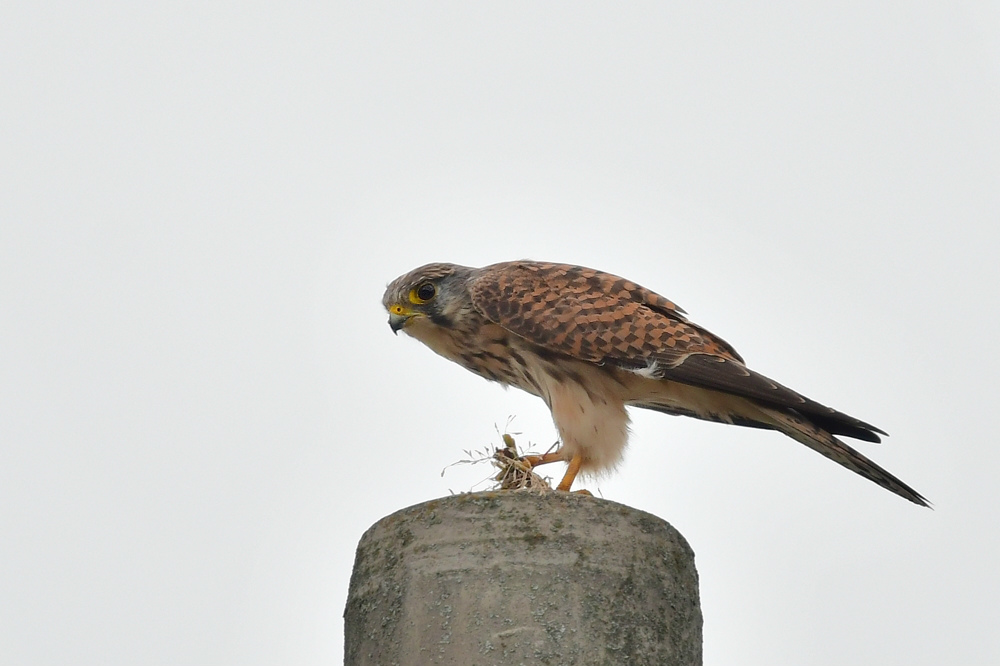 獲物を捕った鳥さん チョウゲンボウ ノビタキ_f0053272_23111789.jpg