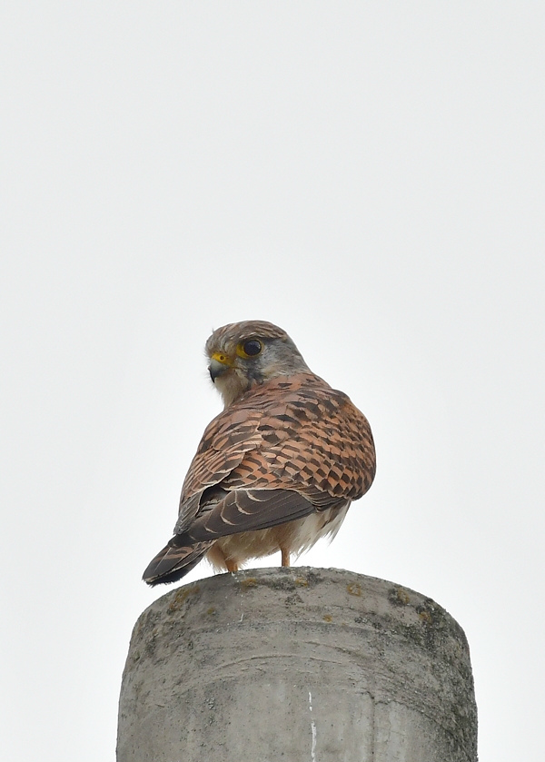 獲物を捕った鳥さん チョウゲンボウ ノビタキ_f0053272_23112325.jpg