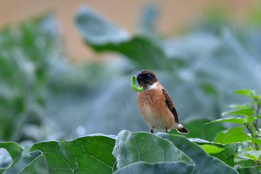 獲物を捕った鳥さん チョウゲンボウ ノビタキ_f0053272_23261228.jpg