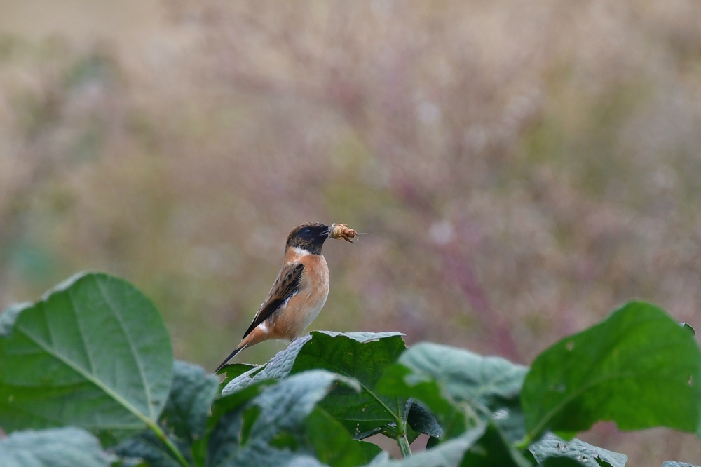 獲物を捕った鳥さん チョウゲンボウ ノビタキ_f0053272_23344997.jpg