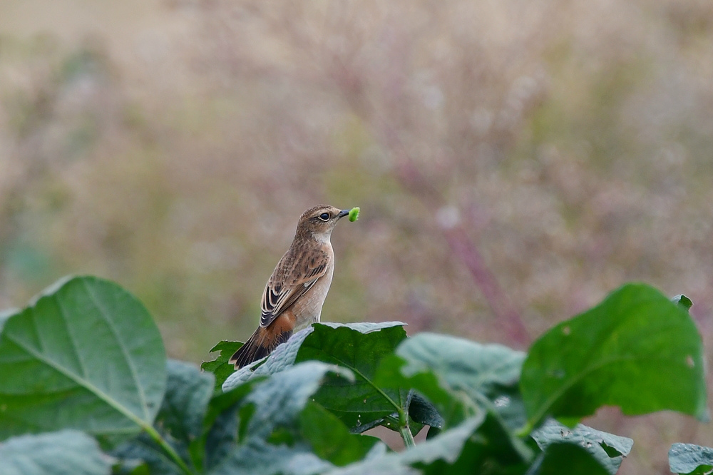 獲物を捕った鳥さん チョウゲンボウ ノビタキ_f0053272_23345471.jpg