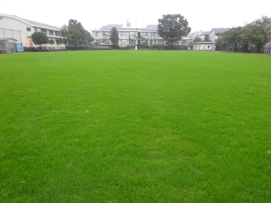 10月の13小校庭芝生 雨 佐野いくお都議 元小平市議 のブログ 10月の13小校庭芝生 雨 佐野いくお都議 元小平市議 のブログ