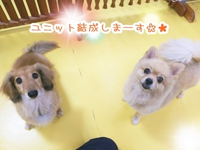 ✨イケメンわんこ✨_f0357682_16225004.jpg