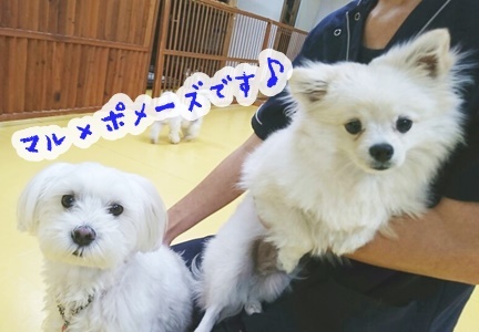 ✨イケメンわんこ✨_f0357682_16330226.jpg