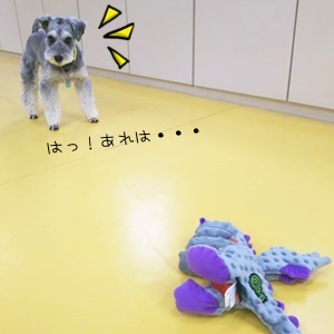 ✨イケメンわんこ✨_f0357682_16365274.jpg