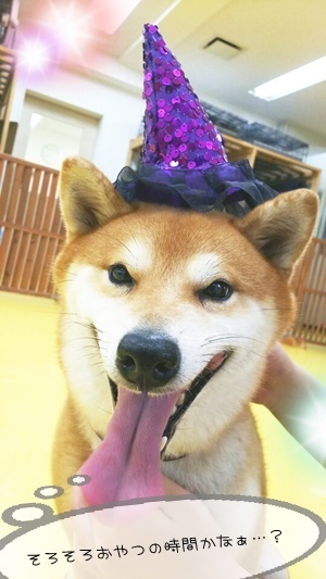 ✨イケメンわんこ✨_f0357682_16371333.jpg