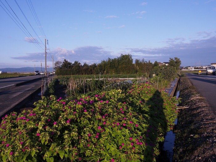 田園の夕方。久留米市郊外で。_a0149488_823472.jpg