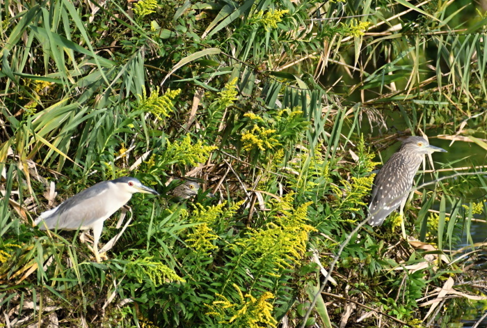 a0127090_09441783.jpg