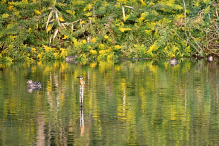 a0127090_09450151.jpg