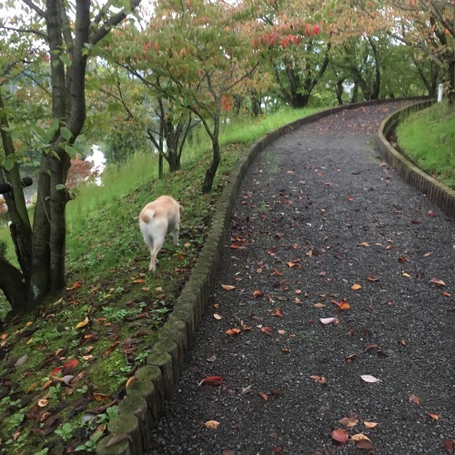 オオオニバスちゃんと人が乗れるんです 好きなものに囲まれて２