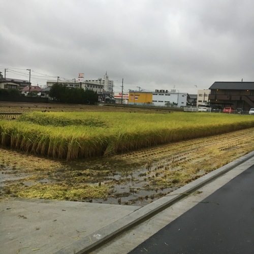 オオオニバスちゃんと人が乗れるんです 好きなものに囲まれて２