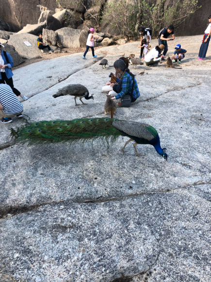 春の豪州旅　[2日目・ケアンズー市内・動物探検ツアー]_f0330592_08034233.jpg