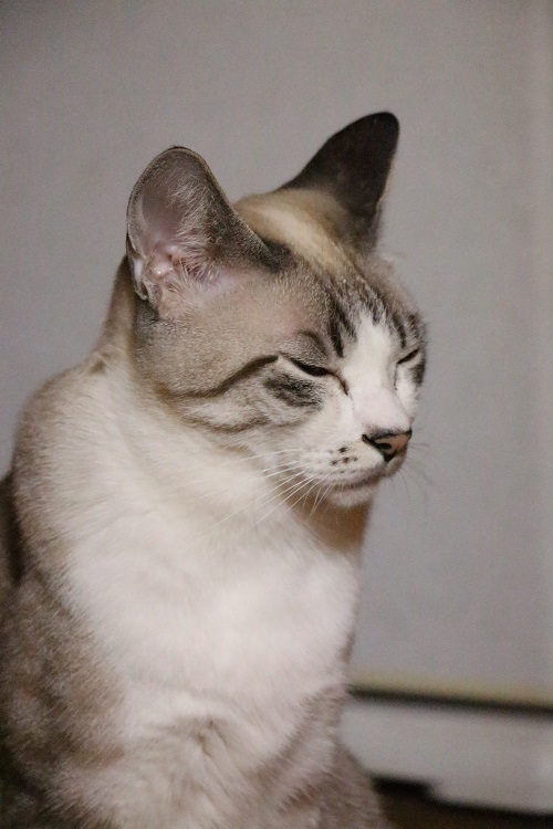 ニャンコの言葉_a0333195_11025919.jpg
