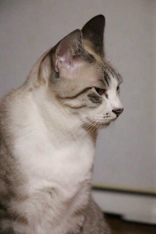 ニャンコの言葉_a0333195_11065162.jpg