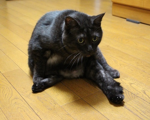 ニャンコの言葉_a0333195_11095113.jpg