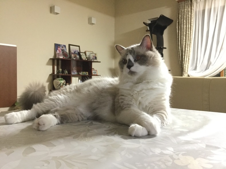 仔猫時代 ぽんちゃん_d0344913_09410669.jpg