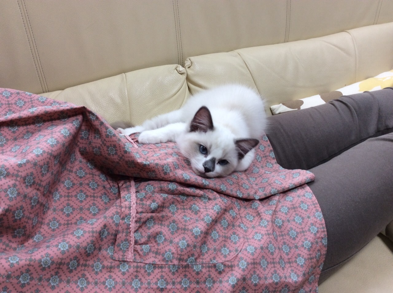 仔猫時代 ぽんちゃん_d0344913_09421461.jpg