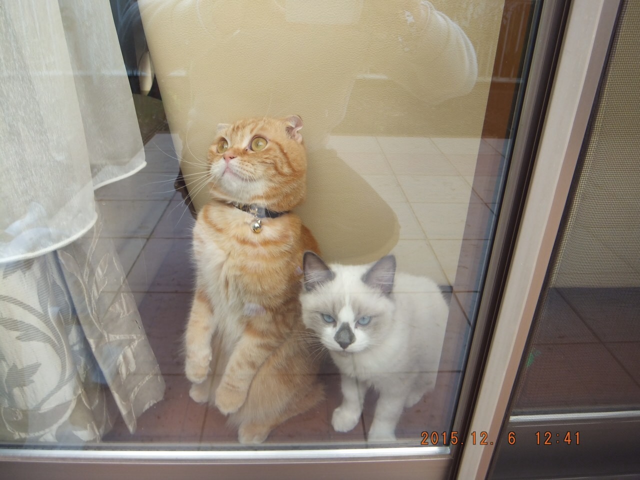 仔猫時代 ぽんちゃん_d0344913_09423240.jpg