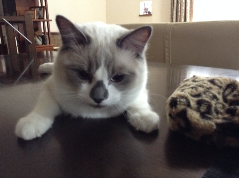 仔猫時代 ぽんちゃん_d0344913_09561888.jpg
