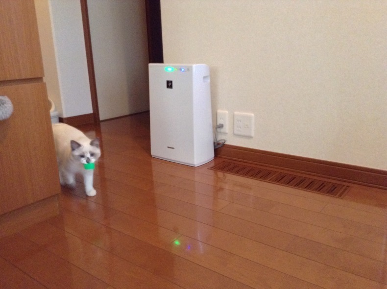 仔猫時代 ぽんちゃん_d0344913_10145865.jpg