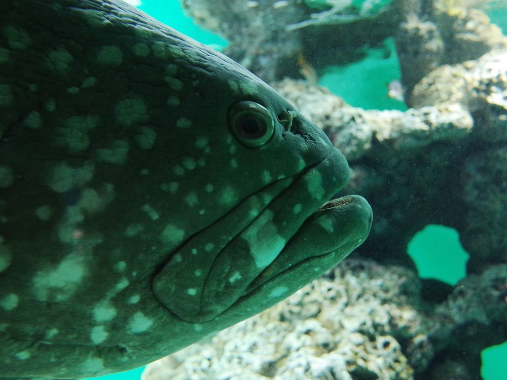 葛西臨海水族園へ行ってみた。RICOH　GRで魚を撮る。_a0031821_16244000.jpg