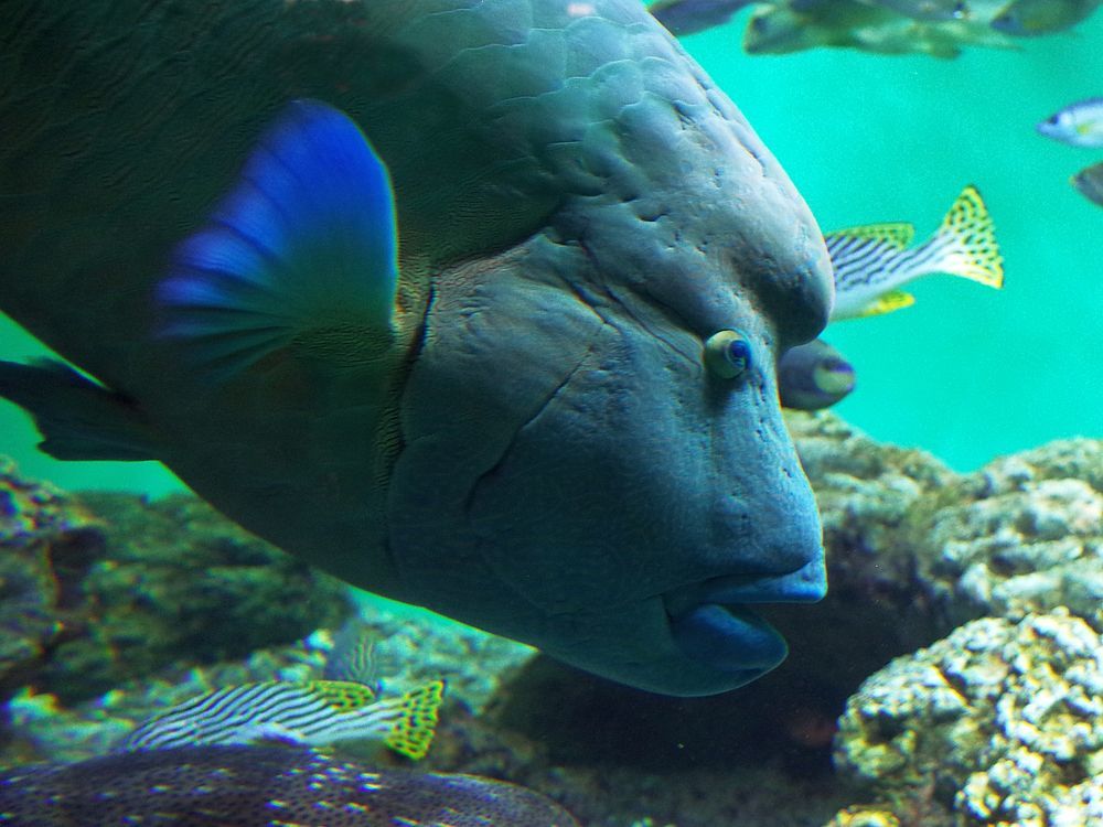 葛西臨海水族園へ行ってみた。RICOH　GRで魚を撮る。_a0031821_16292261.jpg