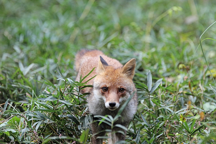 走り寄る コウシロウ 動物園放浪記