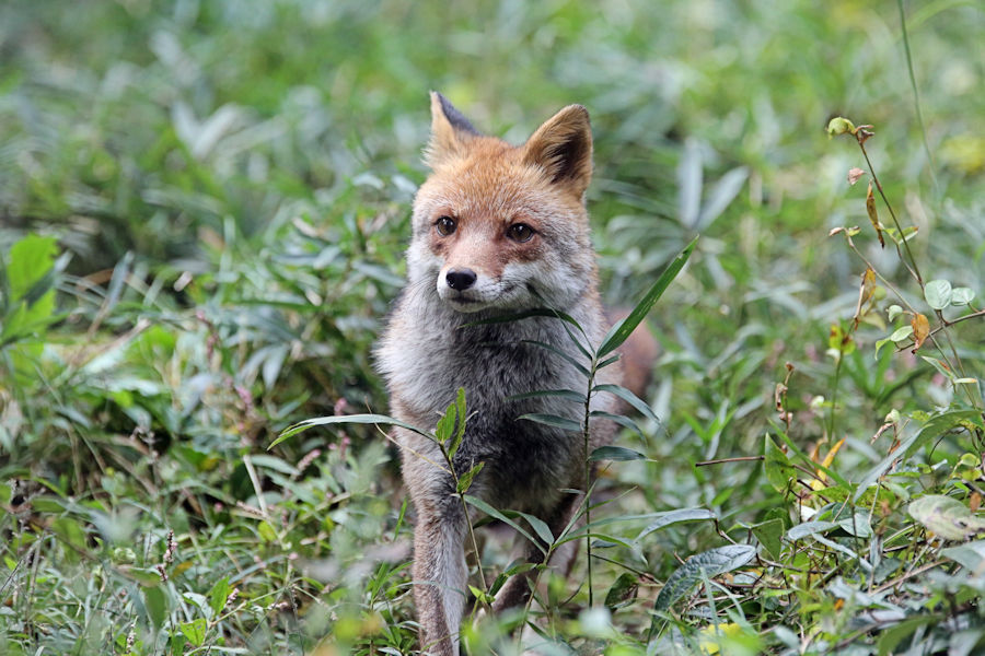 走り寄る コウシロウ 動物園放浪記 走り寄る コウシロウ 動物園放浪記