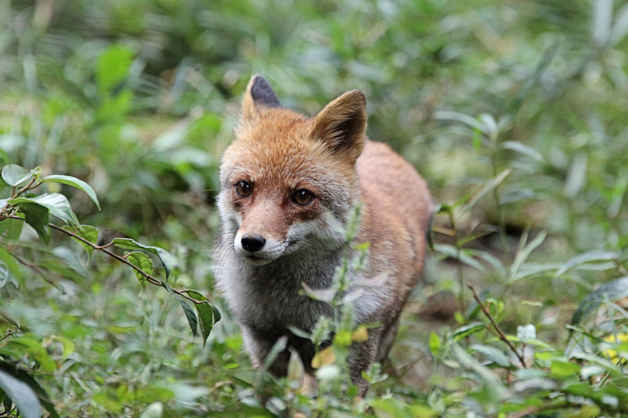 走り寄る コウシロウ 動物園放浪記 走り寄る コウシロウ 動物園放浪記
