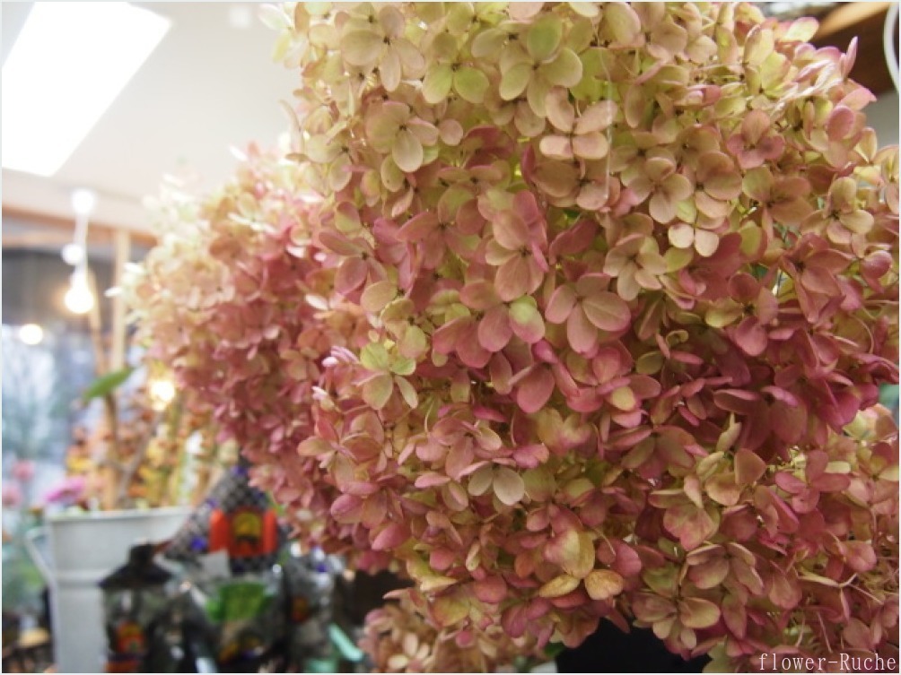 秋色水無月 今の時期だけの素敵な花 ルーシュの花仕事 秋色水無月 今の時期だけの素敵な花 ルーシュの花仕事