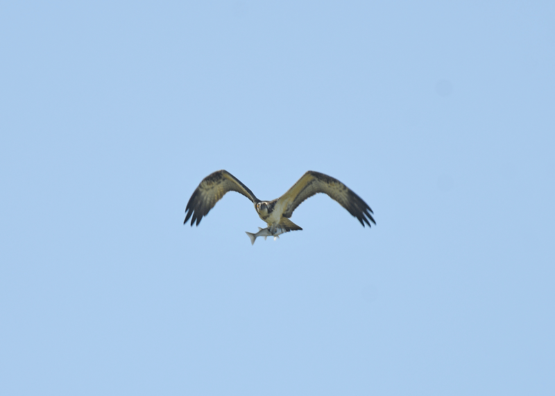 d0290240_14351409.gif