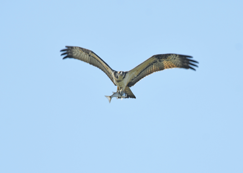 d0290240_14355815.gif