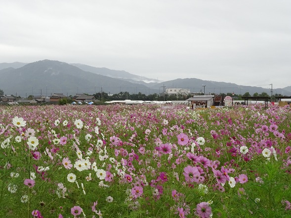 亀岡夢コスモス園_b0299042_22473647.jpg