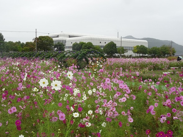 亀岡夢コスモス園_b0299042_22480876.jpg